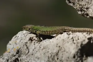 Grün schillernde Eidechse sonnt sich auf den Sonnenerwärmten Felsen.