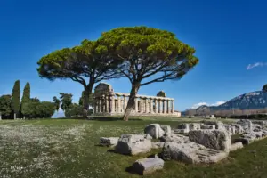 Griechischer Säulentempel mit Pinie im weiten Gelände von Paestum, Italien.