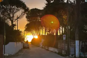 Der Sonnenuntergang leuchtet vom Meer her durch die majestätischen Pinienbäume und erleuchtet den Weg