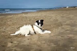 Hund liegt im Sand am Strand und wartet.