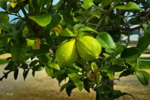 Die Zitronen am Baum sind kurz vor der Reife und wechseln die Farbe von dunklem gelb in leuchtendes gelb
