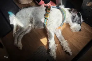 Hund liegt am Boden in einem Wohnmobil und geniesst die Sonne