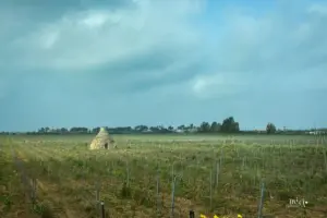 Inmitten der Weinreben steht das alte Trullo, ein aus aufgeschichteten erbautes Steinhaus welches typisch für diese Region ist.