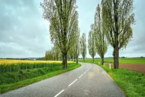 Eine typisch französische Baumallee entlang der Strasse und das Rapsfeld leuchtet durch die Bäume.
