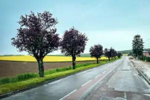 Durch die an der Strasse stehende Bäume leuchten immer wieder die Rapsfelder in kräftigem gelb.