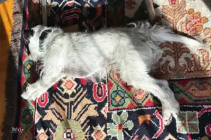 Der Hund, ein Parson-Russel-Terrier liegt auf dem Teppich und ruht sich in der Sonne aus.
