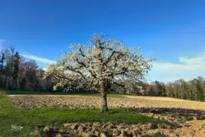 Auf dem gepflügten Feld steht ein Kirschbaum der in voller Frühlingspracht den Frühling anzeigt.