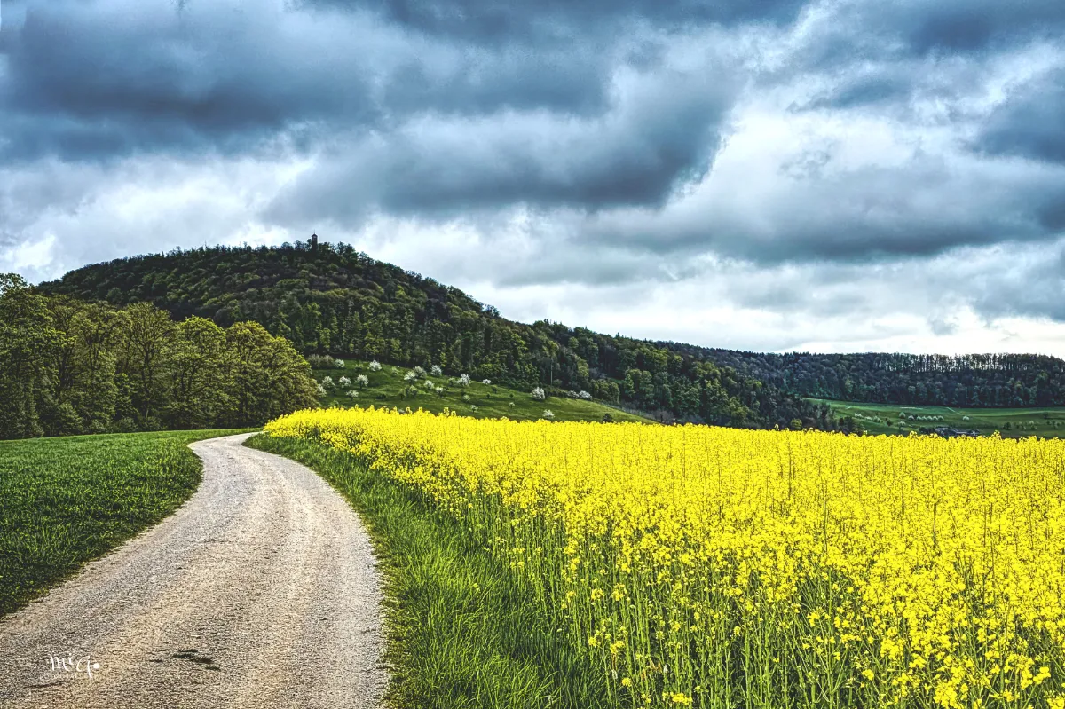Das knallgelb leuchtende Rapsfeld ergibt einen starken Kontrast zum grauen, dunklen Himmel.