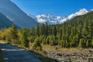 Schon bald sind die grünen Lärchen im herbstlichen gold und strahlen dann mit dem Schnee auf den Bergen um die Wette.