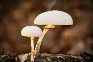 Makroaufnahme zeigt kleine Pilze ganz gross.