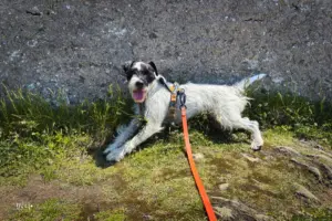 Ein Hund sucht sich ein Schattenplatz an der kühlen Steinmauer zur Abkühlung.