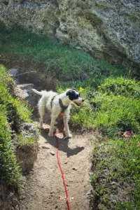 Der Hund geniesst die Wanderung im Gebirge auf den schmalen Trails.
