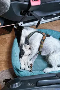 Ein Hund liegt seitlich in seinem Bett mit seinem Lieblingsplüschtier und schläft.