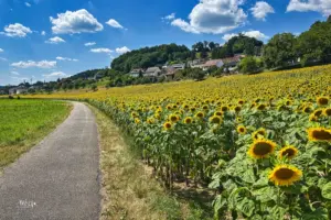 Ein gelbes, leuchtendes Meer zeugt vom blühenden Sonnenblumenfeld.