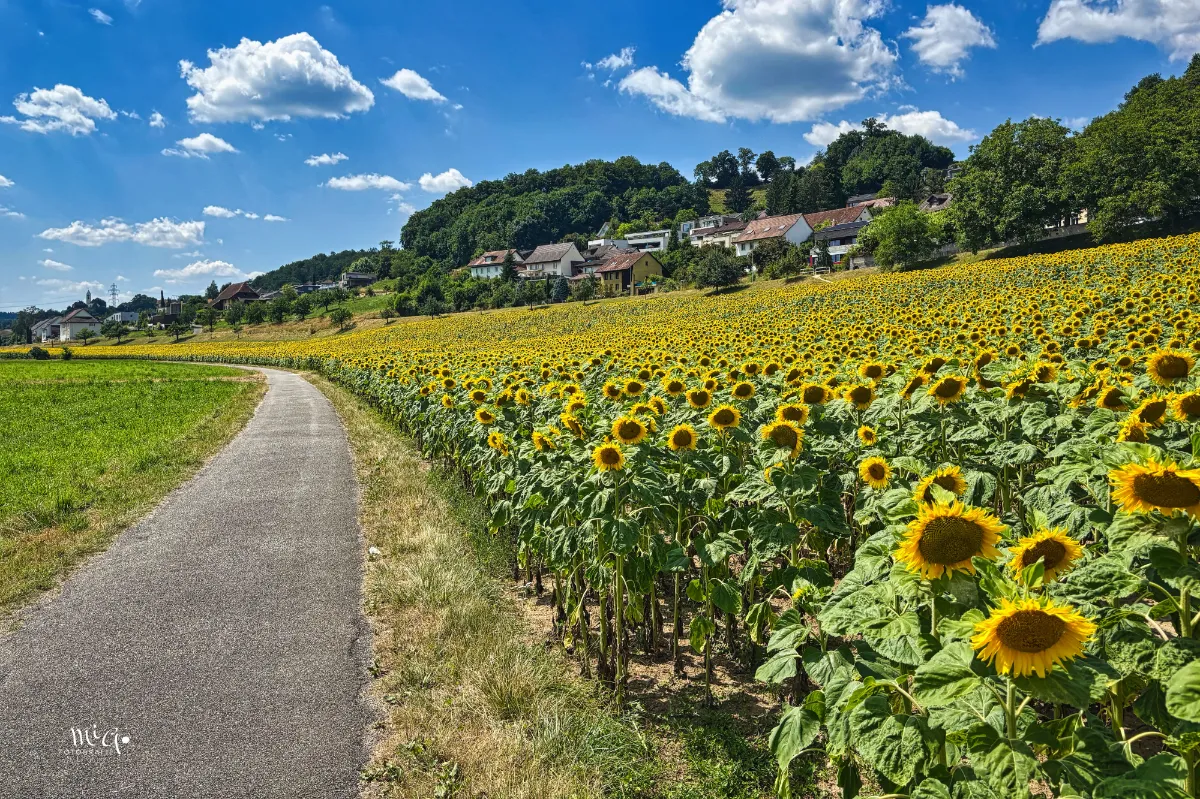 Ein gelbes, leuchtendes Meer zeugt vom blühenden Sonnenblumenfeld.
