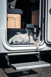 Der Hund liegt im Eingang des Wohmobils und geniesst die letzten Sonnenstrahlen des Abends.