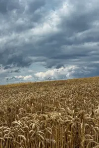 Die dunklen und schweren Wolken über dem Getreidefeld drohen mit Unwetter.