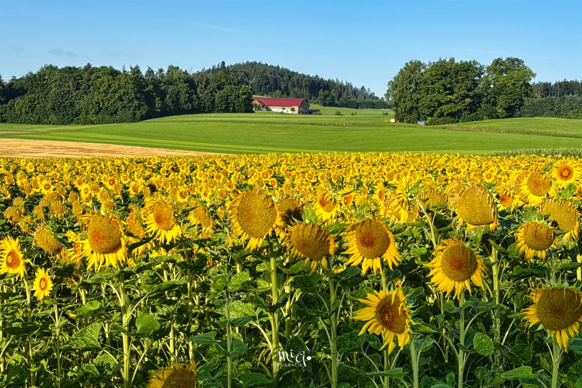 Das Feld voller Sonneblumen leuchtet in der Morgensonne in tiefem gelb.