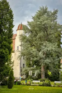 Der Schlosspark in Bad Säckingen mit dem Schloss und den grossen alten Bäumen lädt zu einem Spaziergang im Park ein.